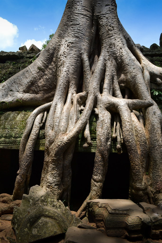 Ta Prohm 06　生命力