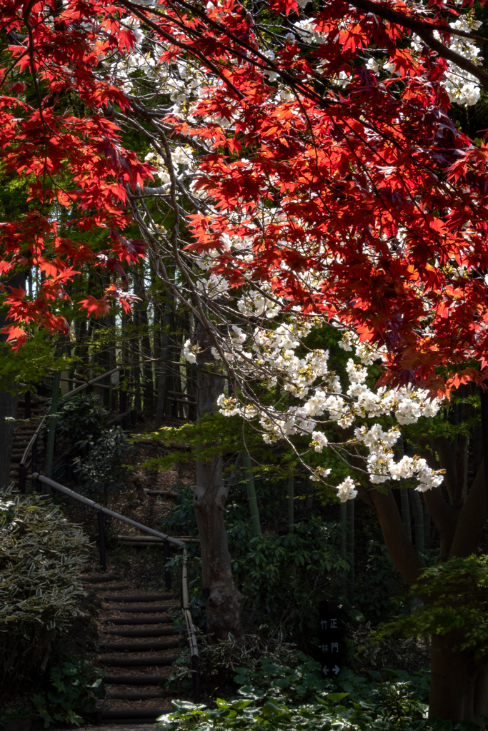 桜と春もみじ