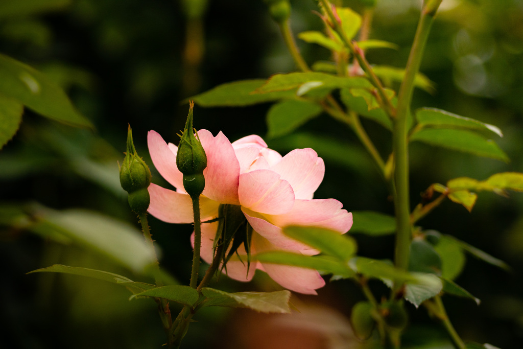 Autumn garden 23