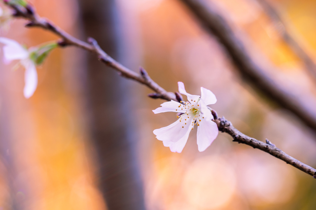 秋の夢見草 10月桜 #2