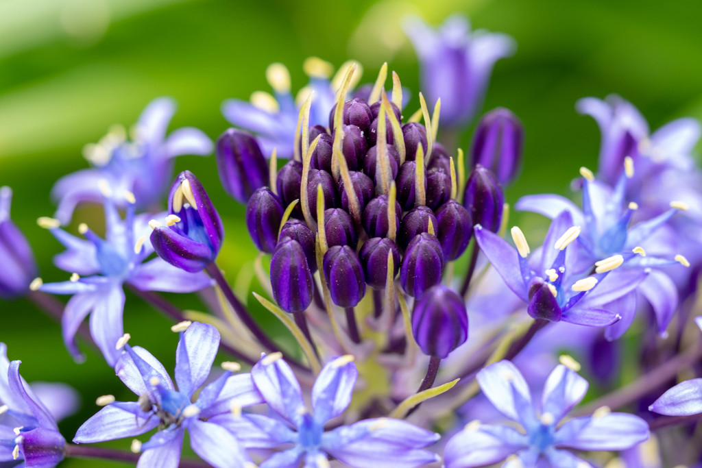 春色 28　シラー・ぺルビアナ