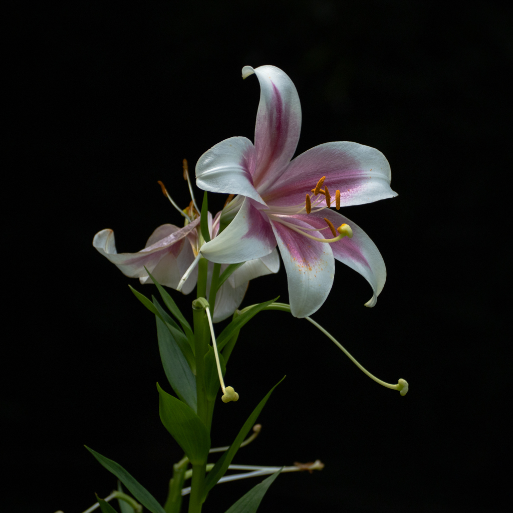 花の肖像　百合