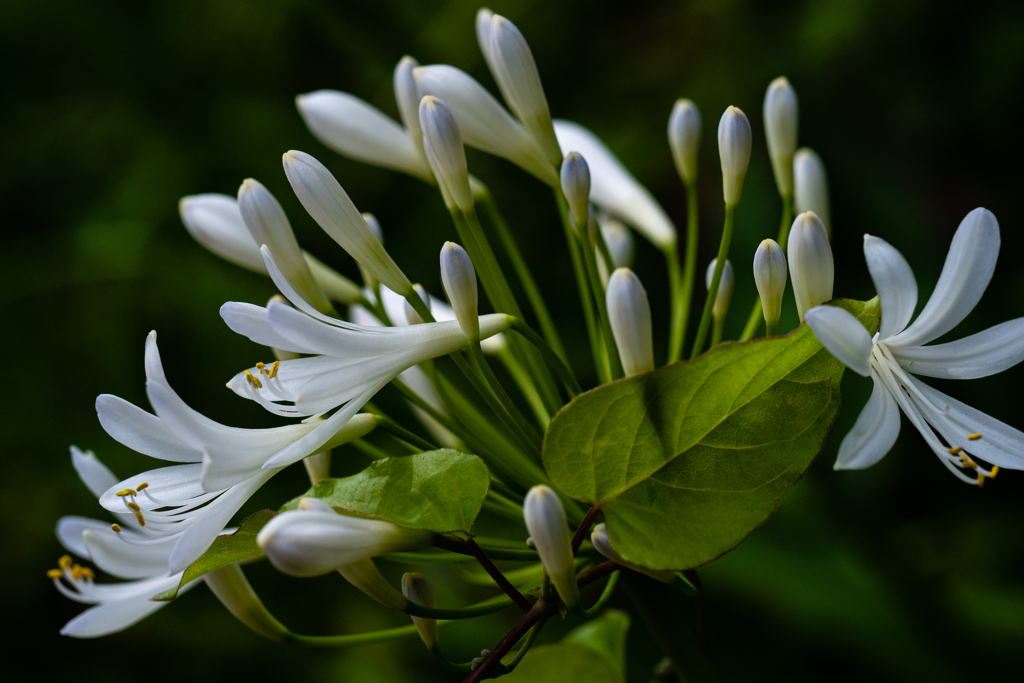 アガパンサスとつる植物