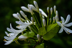 アガパンサスとつる植物