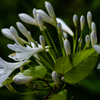 アガパンサスとつる植物