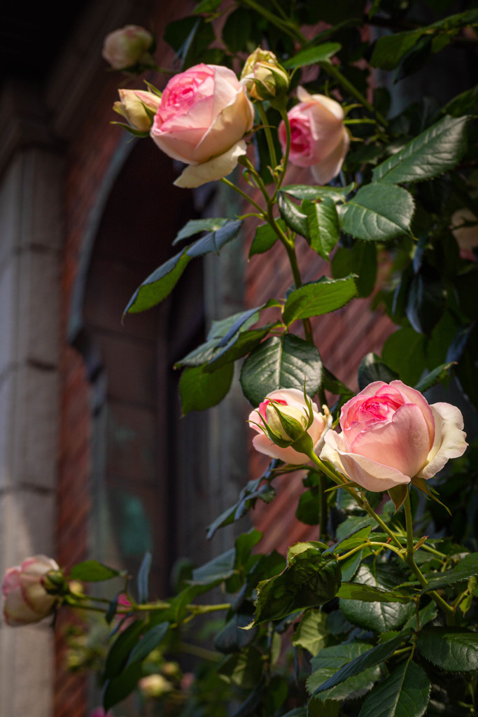 ゲーテ座跡に咲く薔薇 01