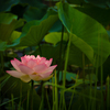 花灯り #7