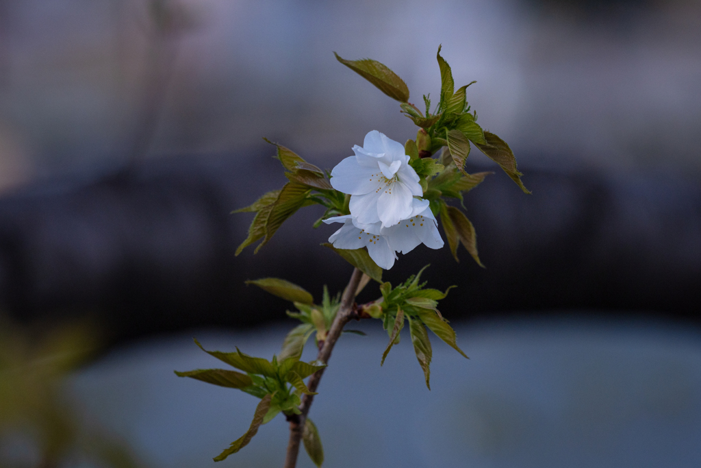 大島桜