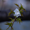 大島桜