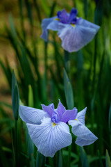 菖蒲 01　小笹川