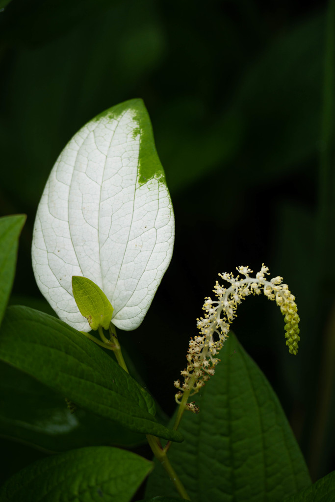 Leaf 08　半化粧