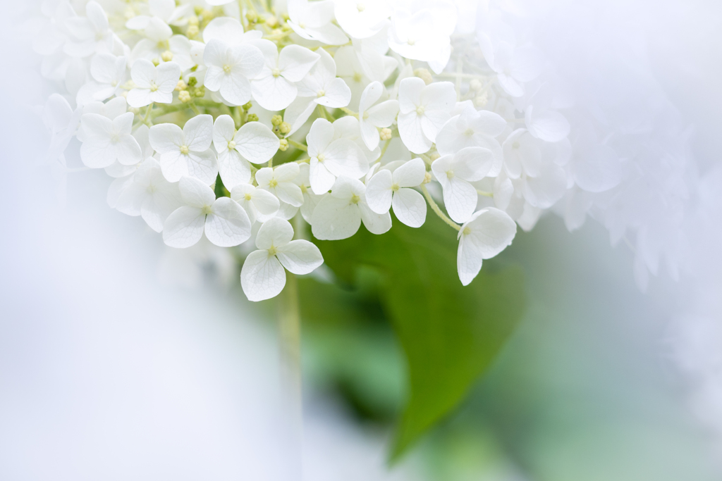 White-Hydrangea