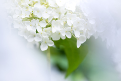 White-Hydrangea