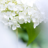 White-Hydrangea