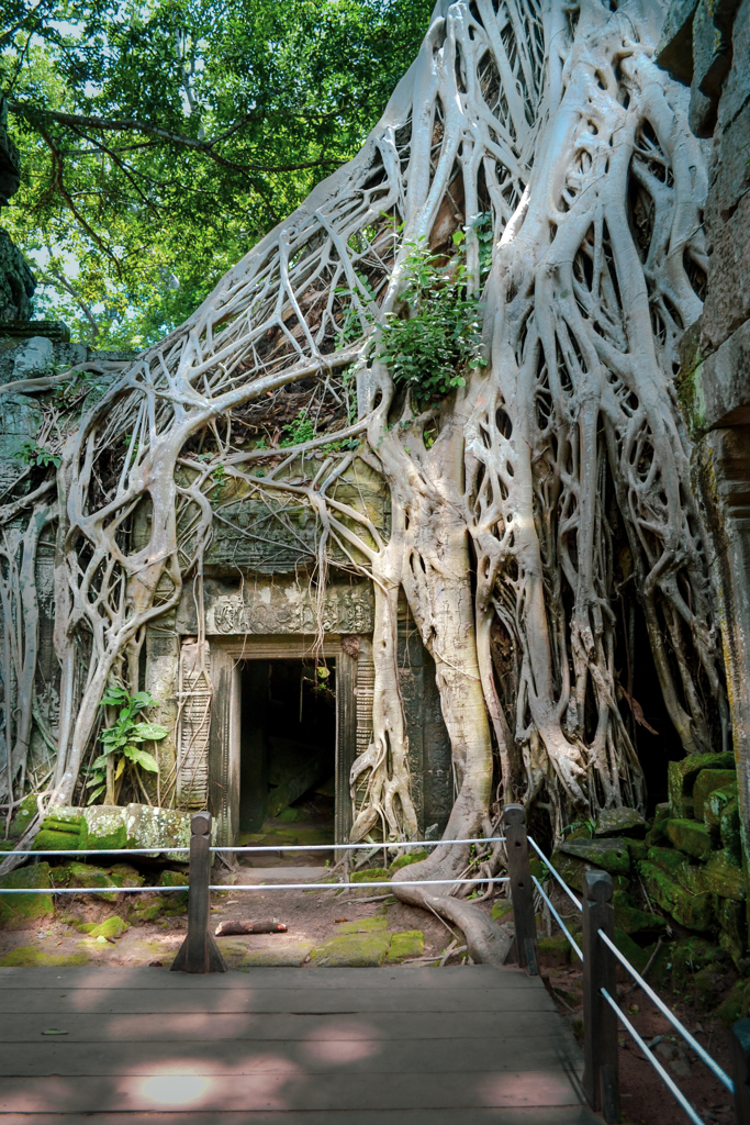 Ta Prohm 08　絡む