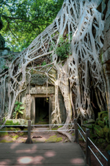 Ta Prohm 08　絡む