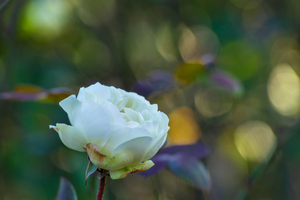 一月の薔薇