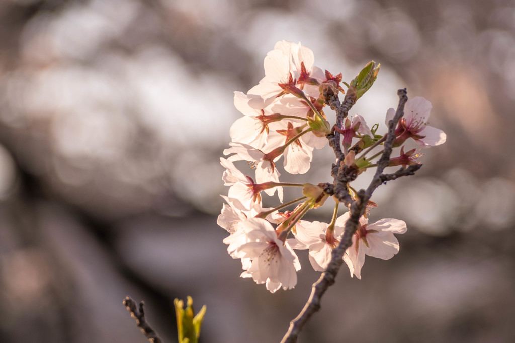 桜　夢見草 10