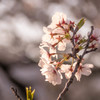 桜　夢見草 10