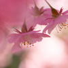 春色に染まる 桜