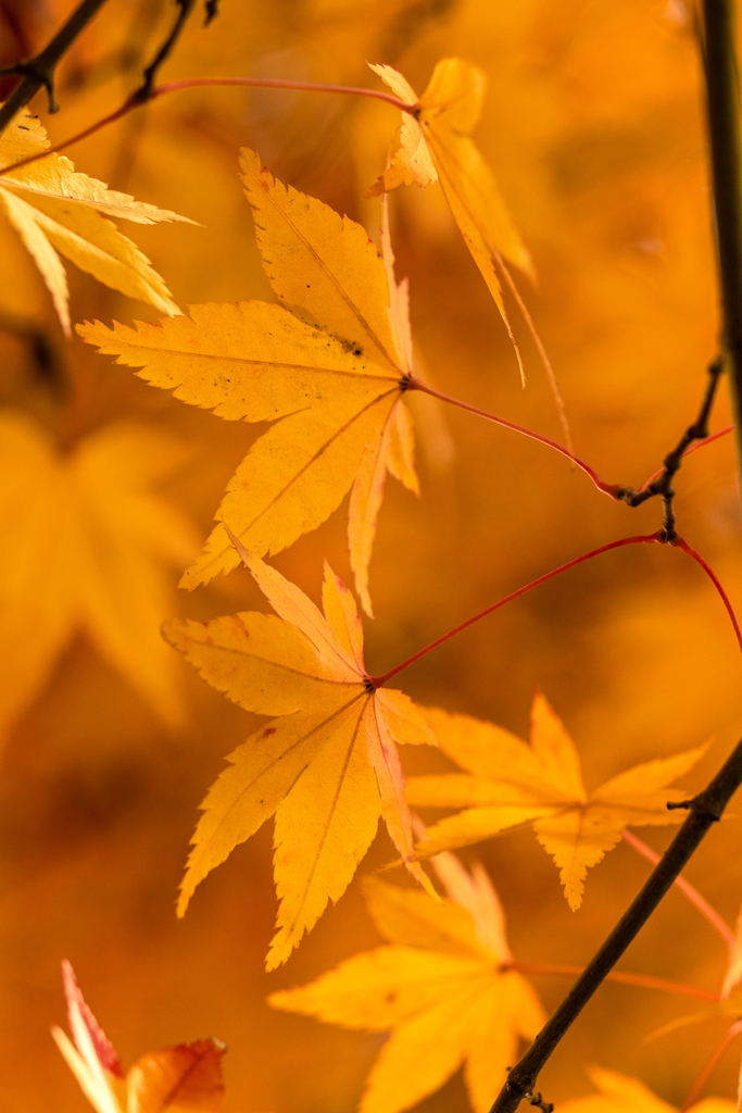 最後の紅葉