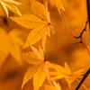 最後の紅葉