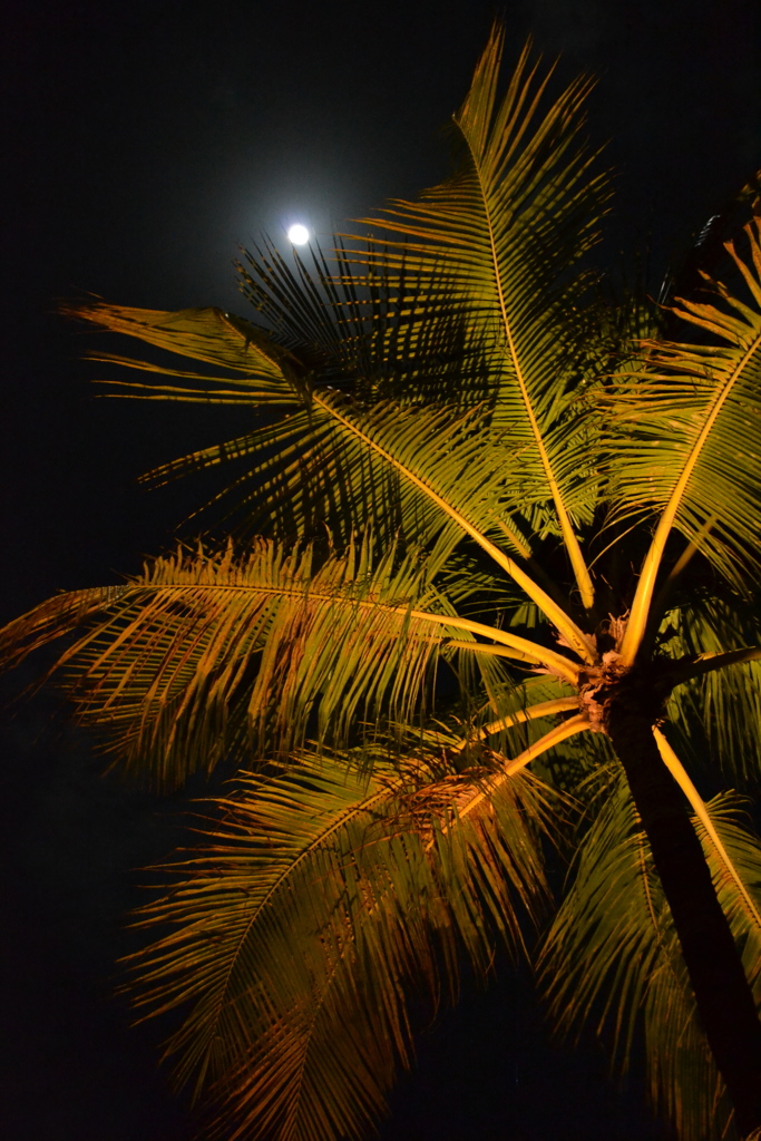 Bali_03　月を仰ぐ