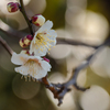春 #2
