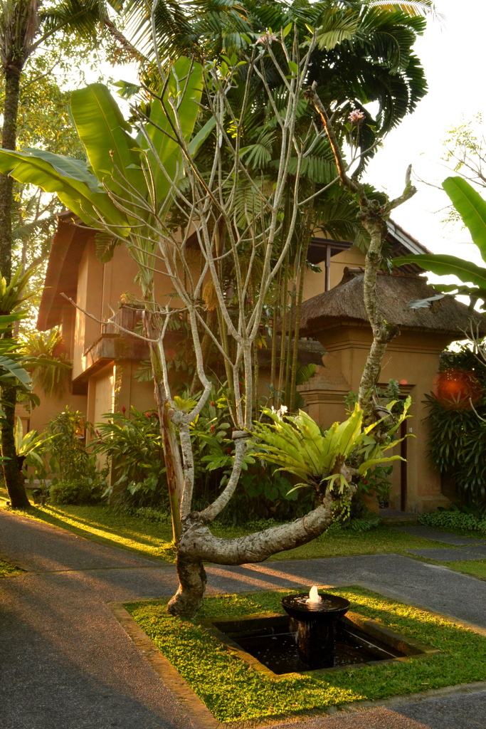 Bali_02　庭に射す陽