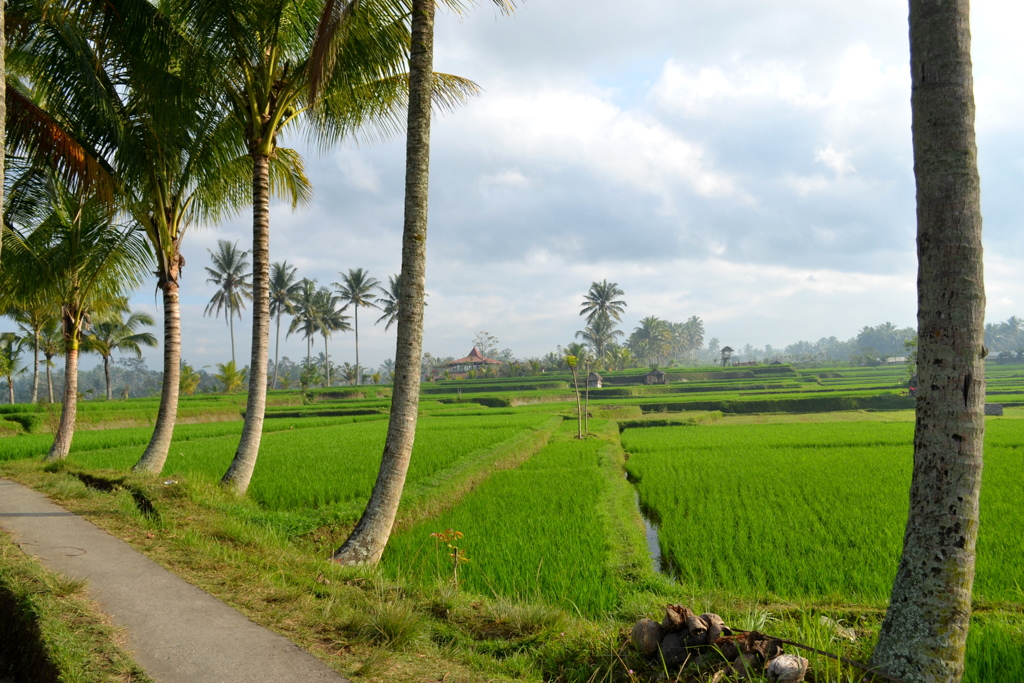 Bali Ubud_01　バリの畦道とライスフィールド