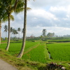 Bali Ubud_01　バリの畦道とライスフィールド