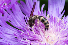A Taste of Honey 04
