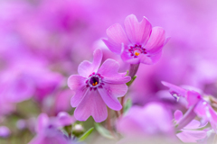 敷き詰められた春　芝桜