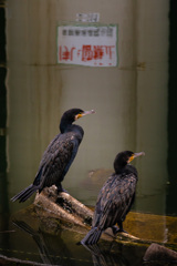 係留禁止 河鵜