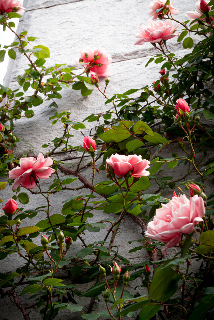 ゲーテ座跡に咲く薔薇 06