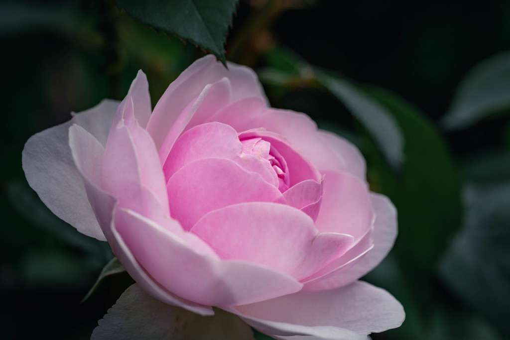 ５月の薔薇 07
