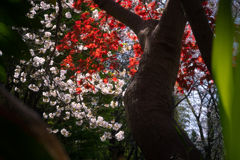 桜と春もみじ #2