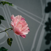 五月の薔薇