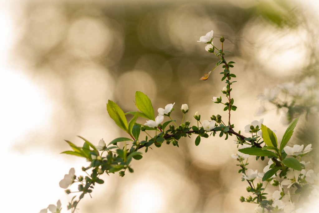 雪柳・ユキヤナギ