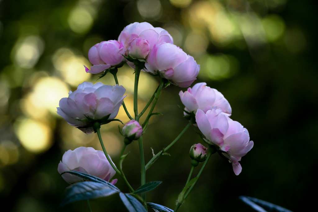 薔薇の記憶 スイート・マザー