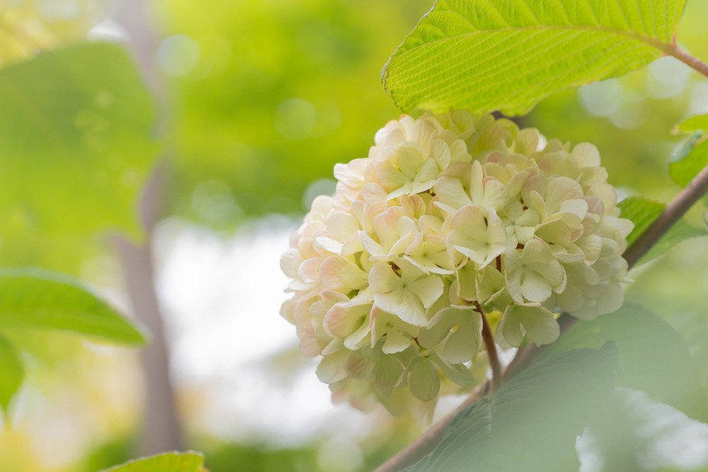 春色 29　オオデマリ #3