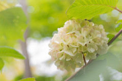 春色 29　オオデマリ #3