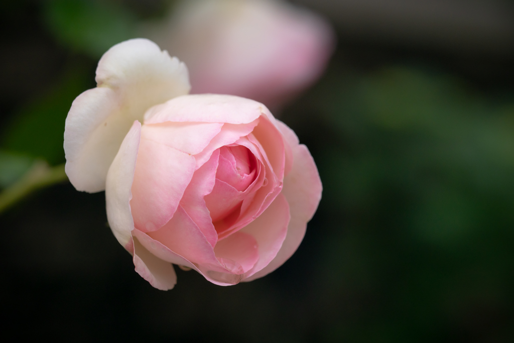 5月の薔薇　ピエール・ドゥ・ロンサール