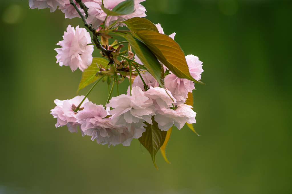 今が満開　八重桜