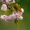 今が満開　八重桜