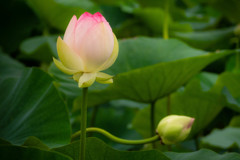 蓮 05　ここにいるよ