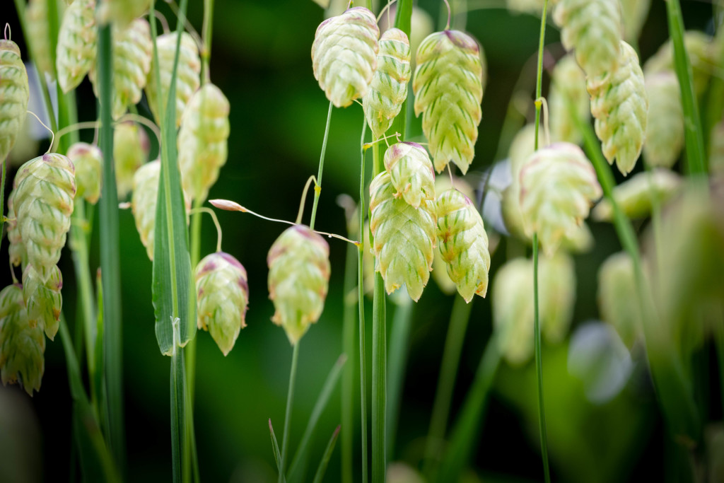 雑草の詩 10　小判草