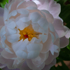 花の肖像 #5　芍薬