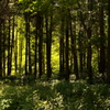 里山の秋 その6　木立のスクリーン