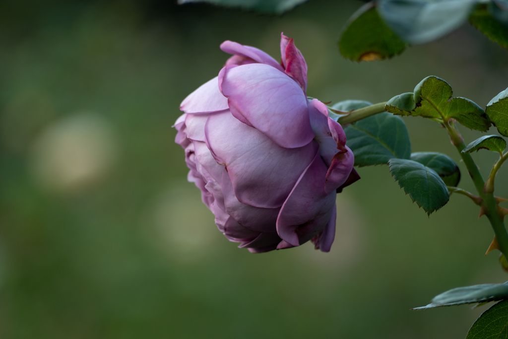 薔薇の肖像 カインダ ブルー